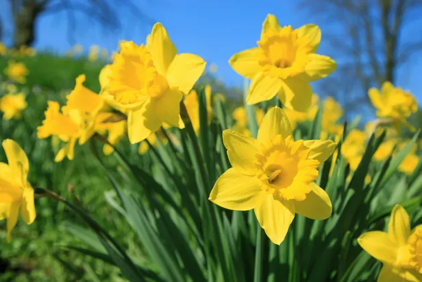 Narcis