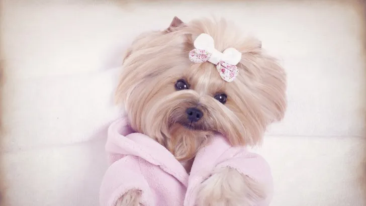 River Island heeft tweede collectie voor honden