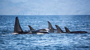 orka's