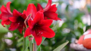 Amaryllis