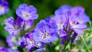 Geraniums
