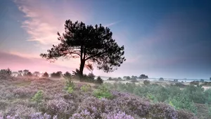 pine tree silhouette and heather at sunrise