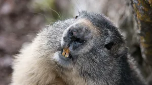 marmot