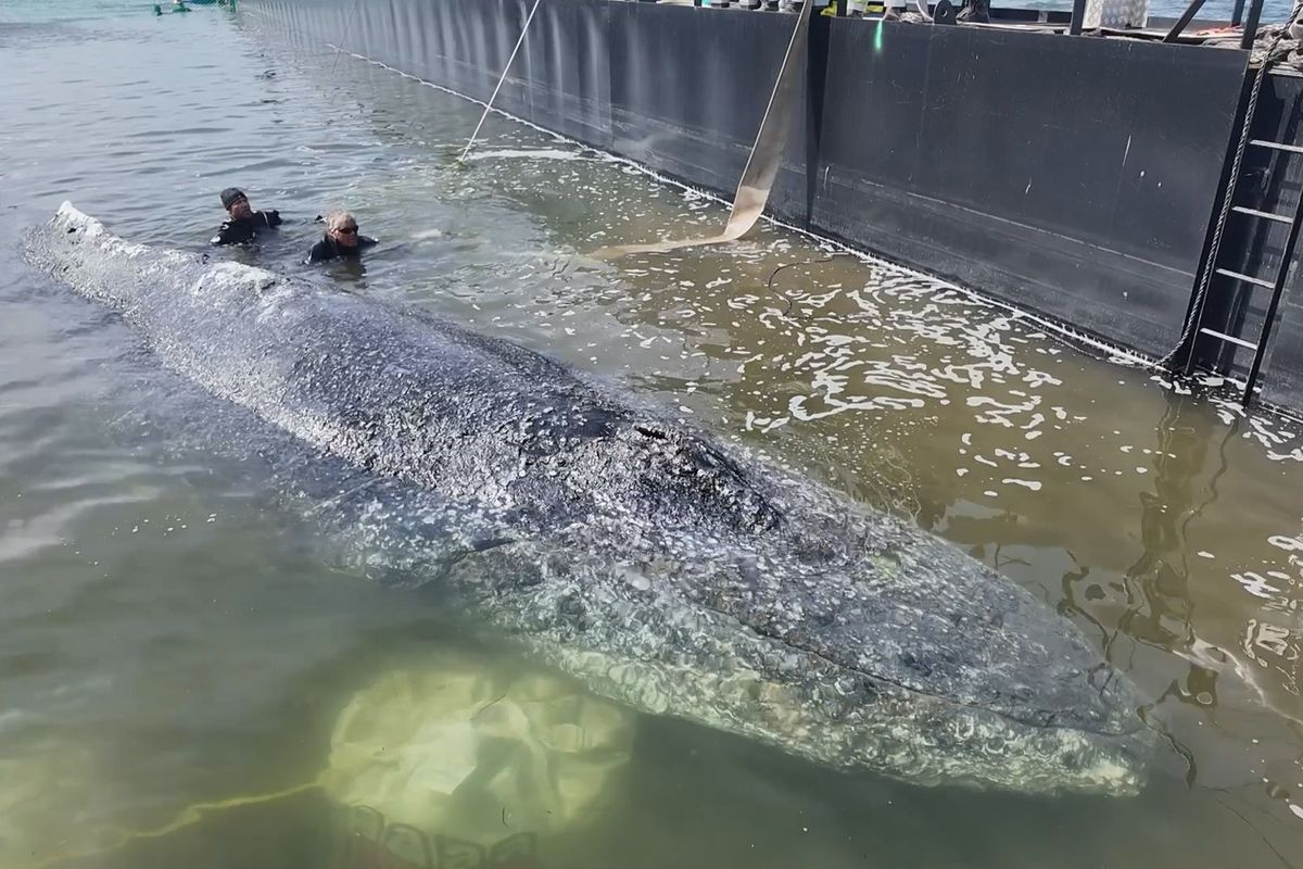 Na weken van doemscenario's is verdwaalde walvis Timmy eindelijk op weg naar de oceaan
