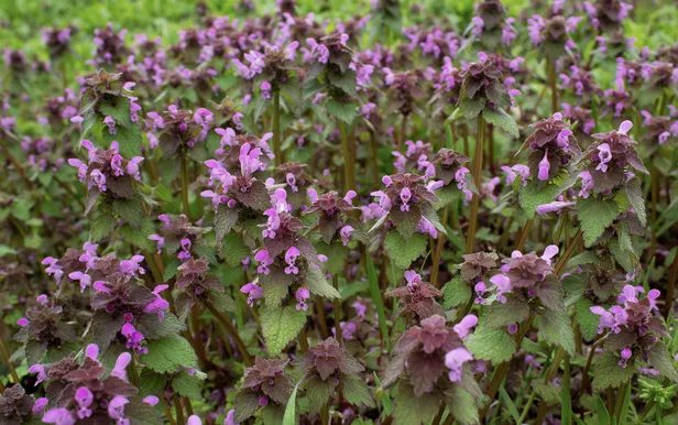 Wildplukken in de zomer