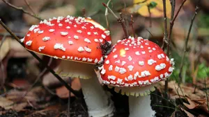 Paddenstoelen