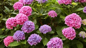 Hortensia kleur