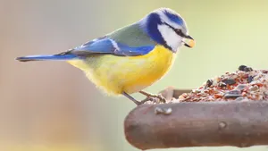 Makkelijk vogelspotten