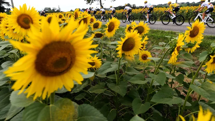 Zonnebloemen