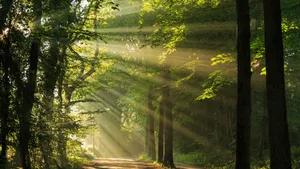 Bos zomer bomen schaduw wandeling