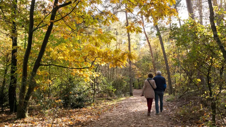 People walking in woods, fall in Netherlands