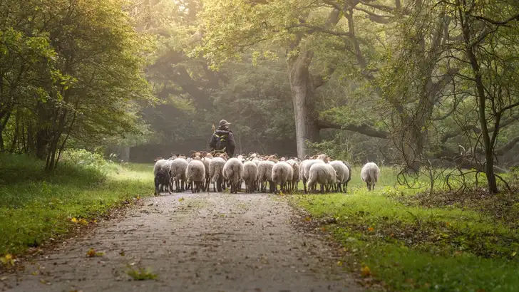 Female Shepherd and flock of sheep at a foggy sunrise in the woods