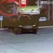Taycan-rijder komt pomp binnenrollen met 160+ (video)