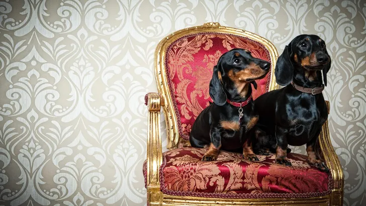 HUnde in der Wohnung
