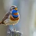 Blauwborst