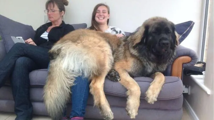 honden