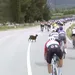 geit op de weg in giro