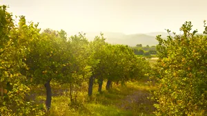 Smells like spring: déze lentegeuren wil je