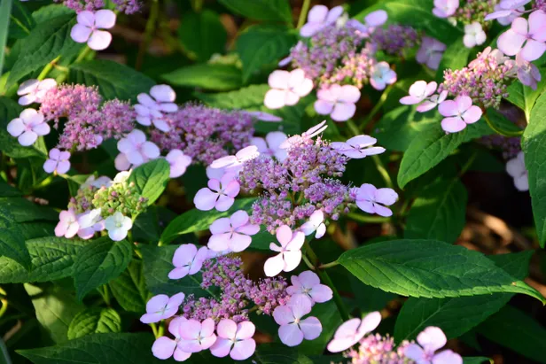 De schermhortensia