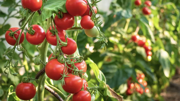 Tomatenplanten hitte