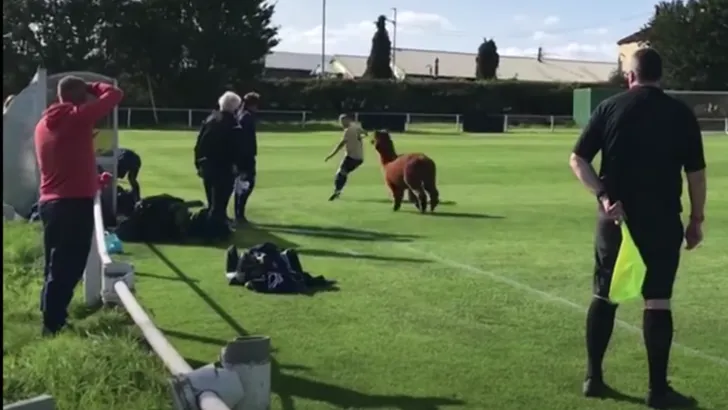 Voetbalwedstrijd gestopt nadat alpaca het veld bestormt