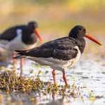 Pied Oystercatcher couple on river bank