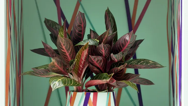 Gun je varen en ficus óók een leuke vakantie