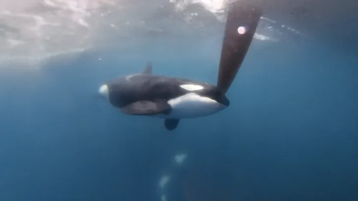orka