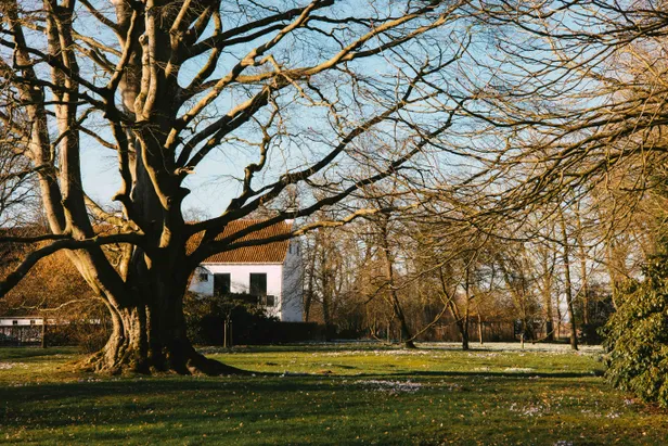De enorme beuk bij het Iwema Steenhuis
