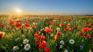 Summer morning over field of wild flowers