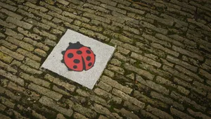 Stoeptegel met lieveheersbeestje tegen zinloos geweld