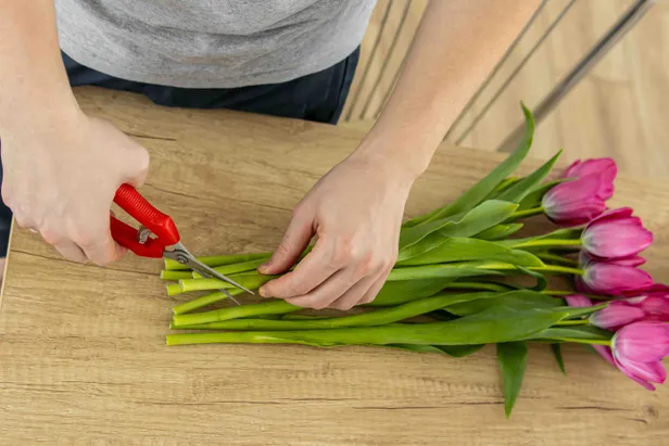 Tulpen