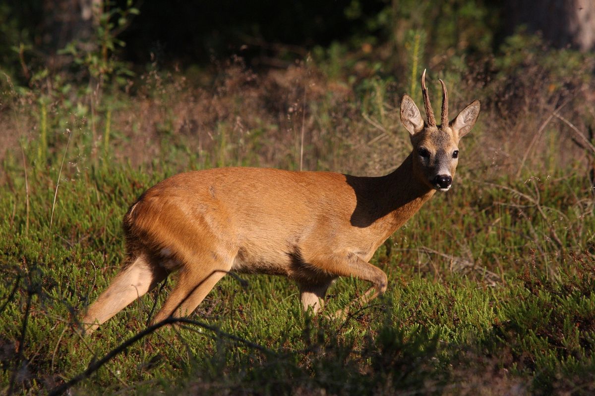 3/12: Ontdek de dieren van het bos
