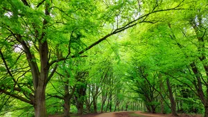chefs in het bos