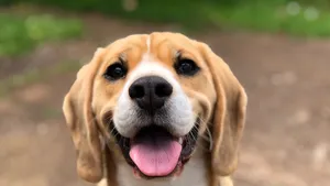 beagle