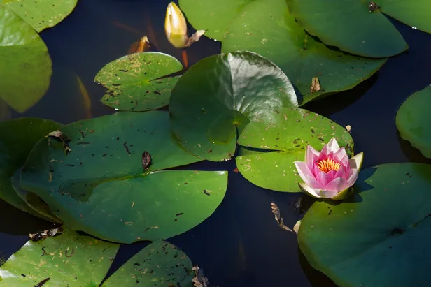 Waterlelie in de vijver
