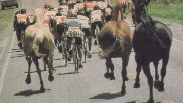 peloton wielrenners tussen de koeien