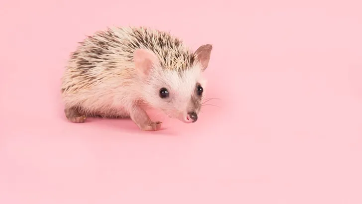 Beau Pets: fotogenieke egel baddert het liefst met rozenblaadjes