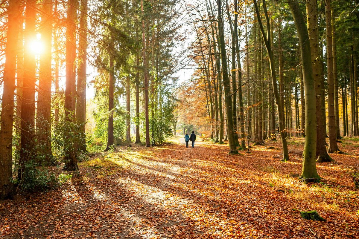 Ook bij slecht weer is deze boswandeling in Drenthe prachtig