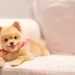 Beau Pets: pomeranian pup met zonnebril in New Yorkse sferen