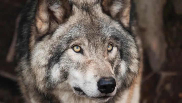 Afgesneden wolvenkop gedumpt op stoep van natuurbeschermingsorganisatie