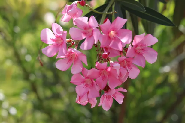 Oleander