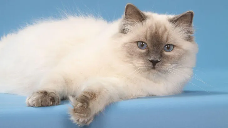 ragdoll