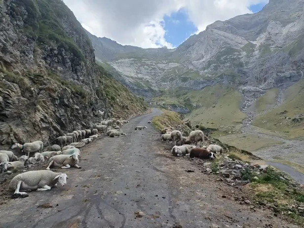 Een kudde schapen op de prachtige klim naar Cirque de Troumouse bij het fietsen in de pyreneeën