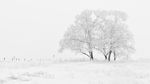 Landschap met sneeuw en boom