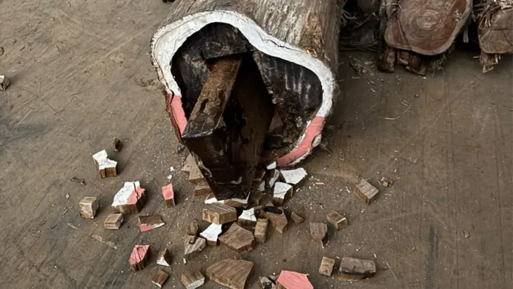Douane ontdekt 654 kilo cocaïne in boomstammen en tussen bananen