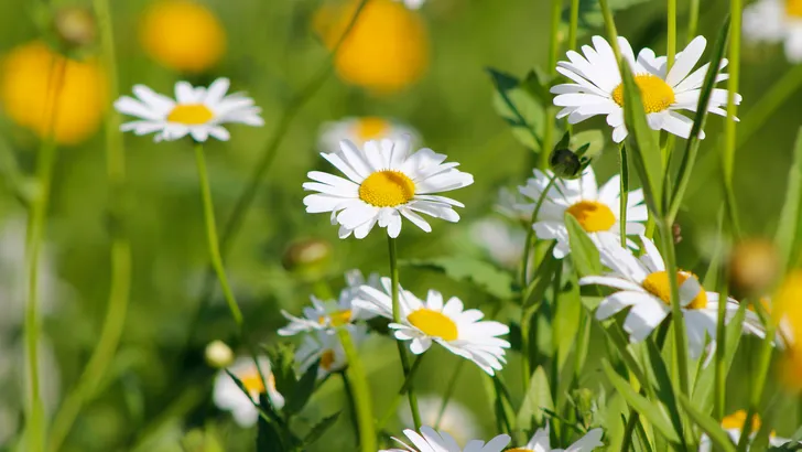 Margriet of madelief