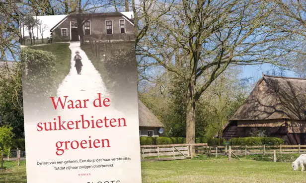 Waar de suikerbieten groeien