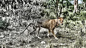 AI-gegenereerd beeld van een Tasmaanse tijger