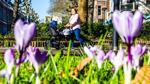 Crocussen in bloei in het centrum van Dordrecht op de eerste warme dag van het jaar.